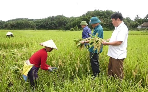 Hiệu quả triển khai thí điểm mô hình lúa chất lượng cao tại thị trấn Lang Chánh