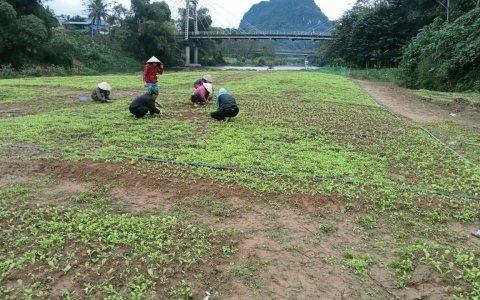 chăm sóc vườn hoa, chuẩn bị cho Lễ hội chùa Mèo