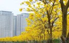 TRỒNG CÂY PHONG LINH TẠI KHU PHỐ CHÍ LINH