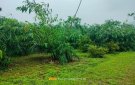 Trồng cây mai lấy lá là hướng đi mới để phát triển kinh tế của bà con miền núi