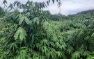 LỢI ÍCH KHI TRỒNG MAI LẤY LÁ XUẤT KHẨU