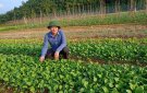 Mô hình sản xuất rau sạch của bà con khu phố Phống Bàn